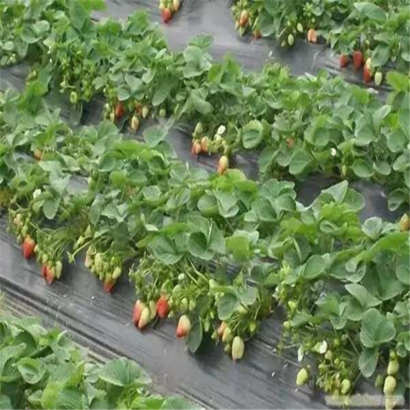 大棚草莓苗戈雷拉草莓苗介紹戈雷拉市場介紹