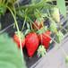 大棚草莓苗豐香草莓苗貨源地豐香高產品種