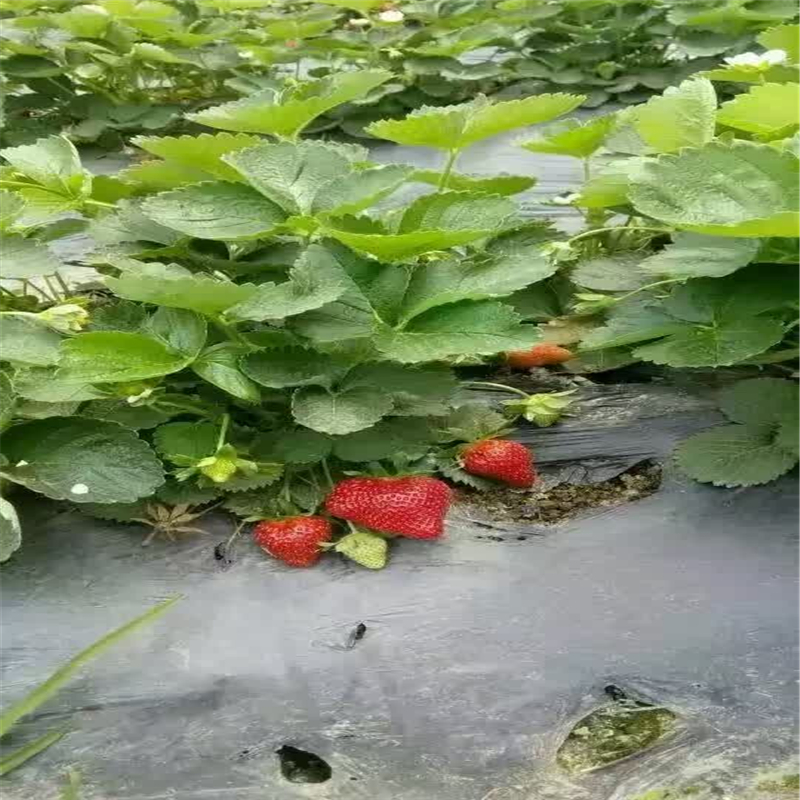 草莓苗供应艳丽草莓苗高产方法艳丽农户种植