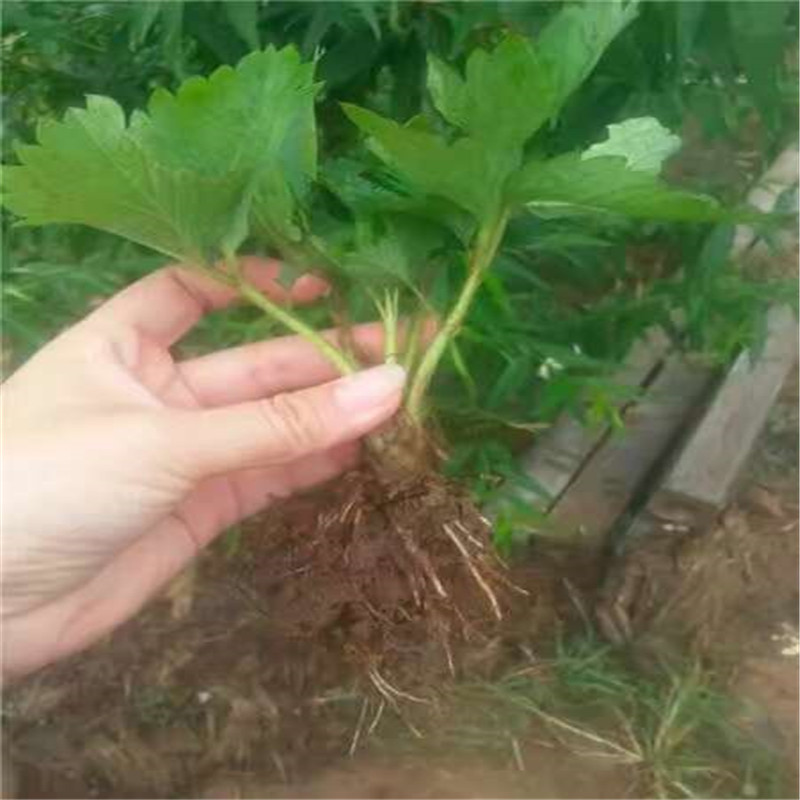 草莓苗种植美十三草莓苗货源地美十三高产品种