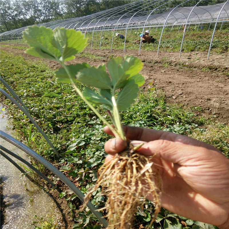 草莓苗种植全草莓苗货源地全高产品种