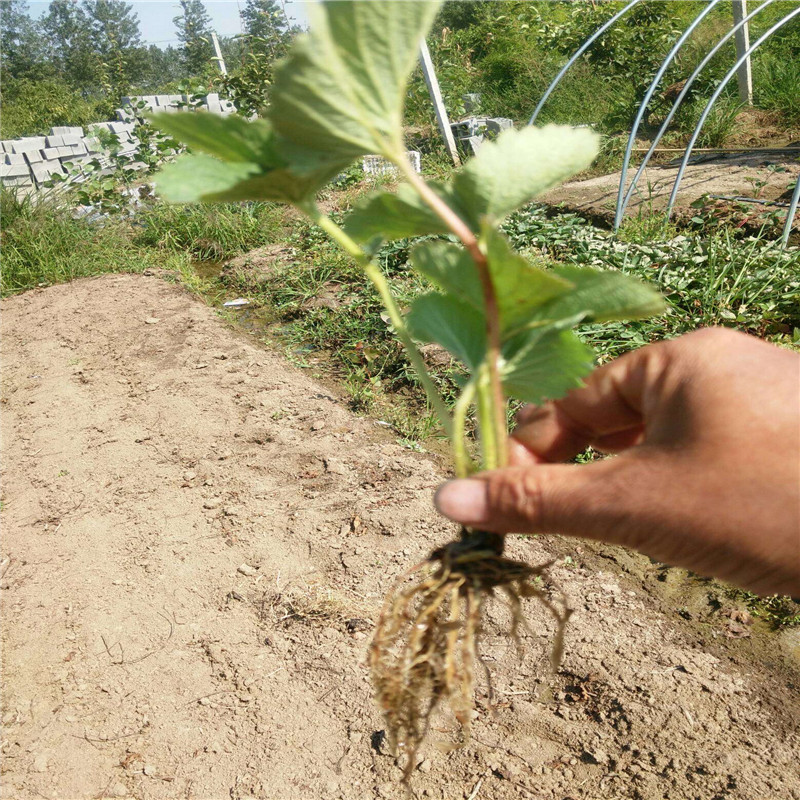 草莓苗种植美十三草莓苗货源地美十三高产品种