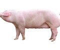 優良種豬批發，高品質純種母豬繁育基地