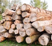 今年进口木材101.17万立方米成中国大木材进口港