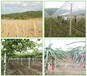  Haikou August melon shed construction cost