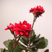 FlowerPlus花加：長壽花的盆栽養殖攻略
