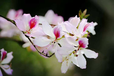 花加：紫荆花的花语和传说故事