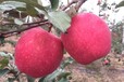 沈阳瑞香红苹果苗种植基地
