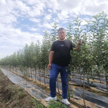 长沙瑞香红苹果苗种植基地