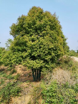 湖北香樟丨切杆香樟丨容器香樟丨全冠香樟