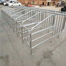 养猪设备定位栏落地式定位栏复合式定位栏养殖器械