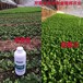 液体氮肥的使用方法芭斐特液体氮肥和尿素的区别