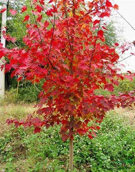 南京美国红枫秋火焰报价