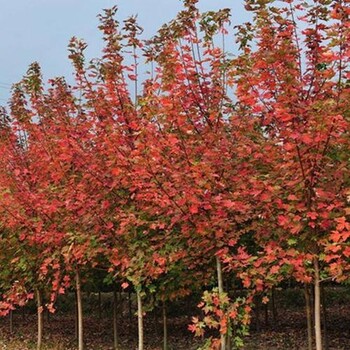 邳州市美國紅楓秋火焰出售報價