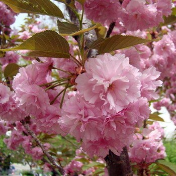 青島櫻花報價