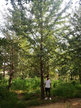 濱州銀杏價(jià)格