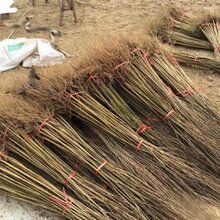 软籽石榴树苗种植基地图片