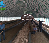 全自动养鸡大棚建设新型养猪棚搭建宁津县世瑞畜牧设备