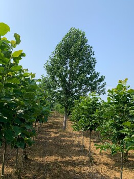 信阳市马褂木基地