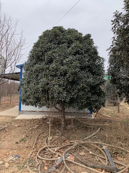 三门峡桂花种植基地