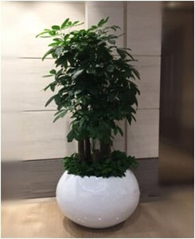 南京绿植出租