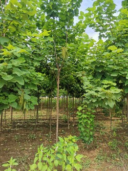 西藏梓樹種植基地