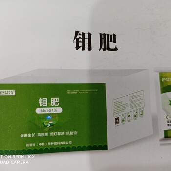 土豆生長的鉬肥純度高座果快增紅促早熟