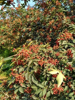 陽泉花椒苗大量供應