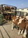 拉萨西门塔尔种牛养殖场销售
