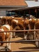 湖南西门塔尔繁殖母牛出售价格
