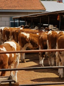 十堰西门塔尔繁殖母牛出售价格