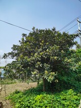 10公分枇杷树
