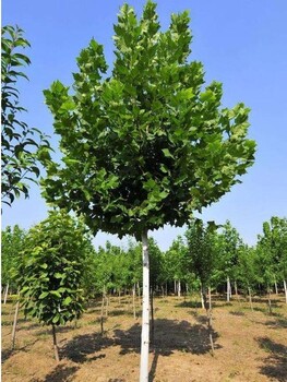 扬州法桐树种植基地