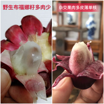 桂林黑老虎品种