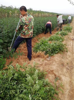 哈尔滨大红袍花椒苗