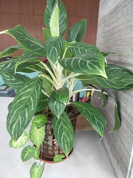 东莞沙田植物租摆养护,室内植物租摆,汇安花卉租赁