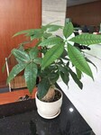 东莞石碣植物租摆养护_绿植出租_花卉租赁-汇安园艺