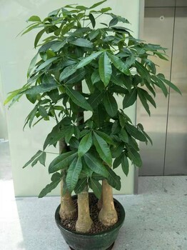 东莞虎门室内绿植租赁_办公室花卉盆栽租摆-汇安绿植批发