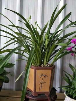 东莞东城植物租摆,室内绿植养护-汇安花卉出租公司
