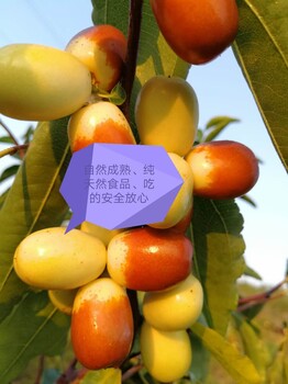 惠州有机酥脆枣种植方法