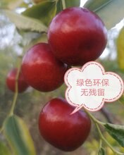 广州有机酥脆枣图片