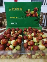 常德有机酥脆枣种苗价格图片