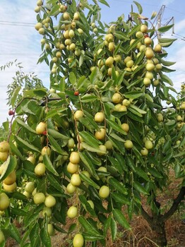 广东水果种植价格