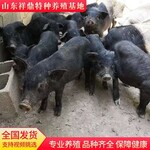 出售巴马香猪藏香猪长白猪杜洛克