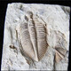 三叶虫化石082003001505139