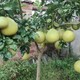 赣州马家柚供应商产品图