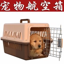 无锡宠物托运服务公司-上门取宠图片