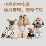 宠物杭州到吉林宠物托运上门取宠图片0