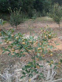 贵阳大红花油茶苗种植