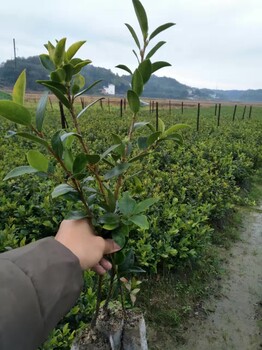 昆明两年生杯苗特点